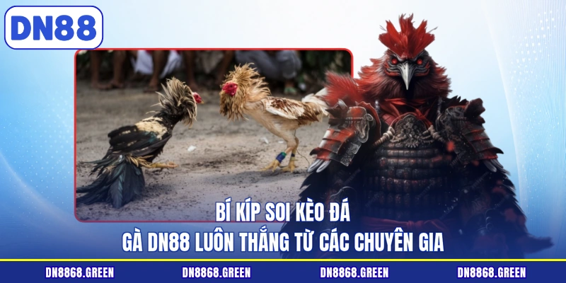 Bí kíp soi kèo đá gà DN88 luôn thắng từ các chuyên gia