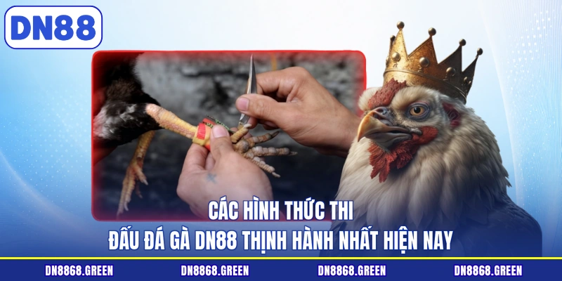 Các hình thức thi đấu đá gà DN88 thịnh hành nhất hiện nay