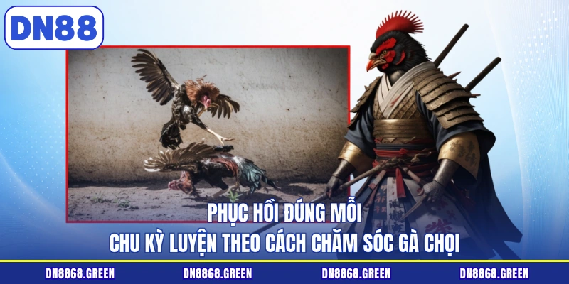 Phục hồi đúng mỗi chu kỳ luyện theo cách chăm sóc gà chọi