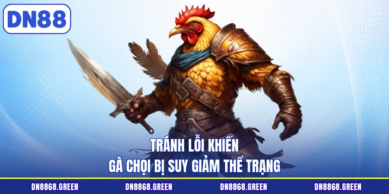 Tránh lỗi khiến gà chọi bị suy giảm thể trạng
